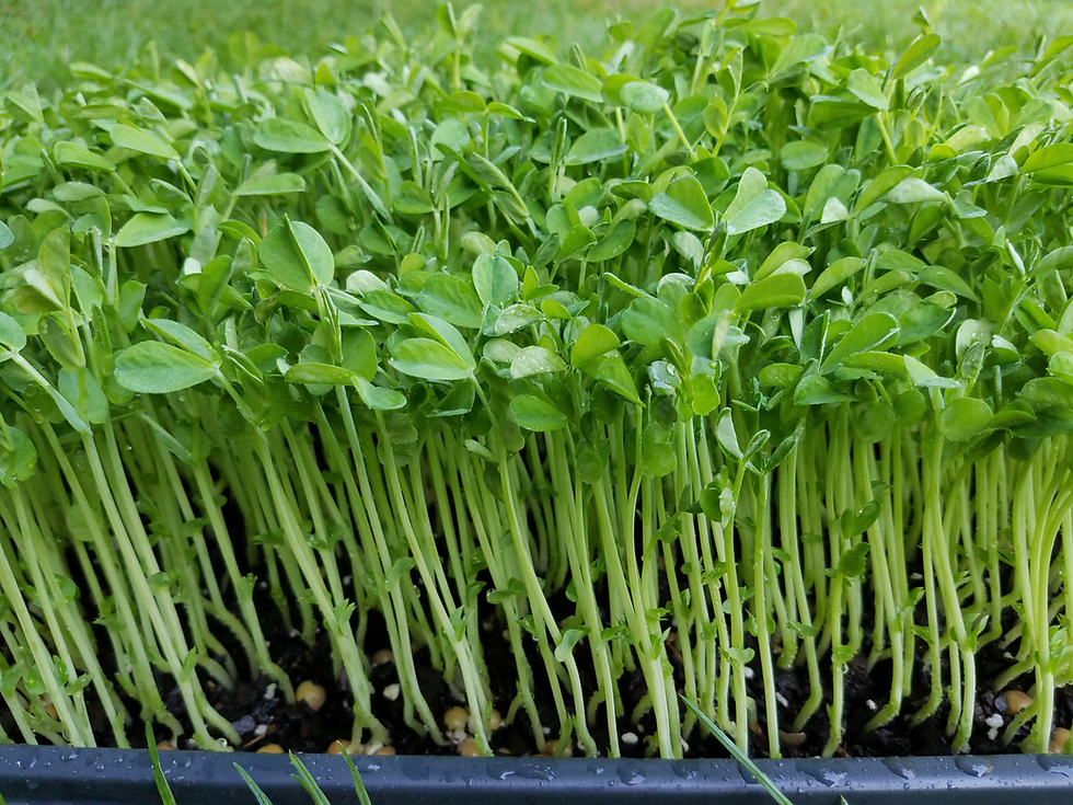 Thumbnail: Pea Microgreen