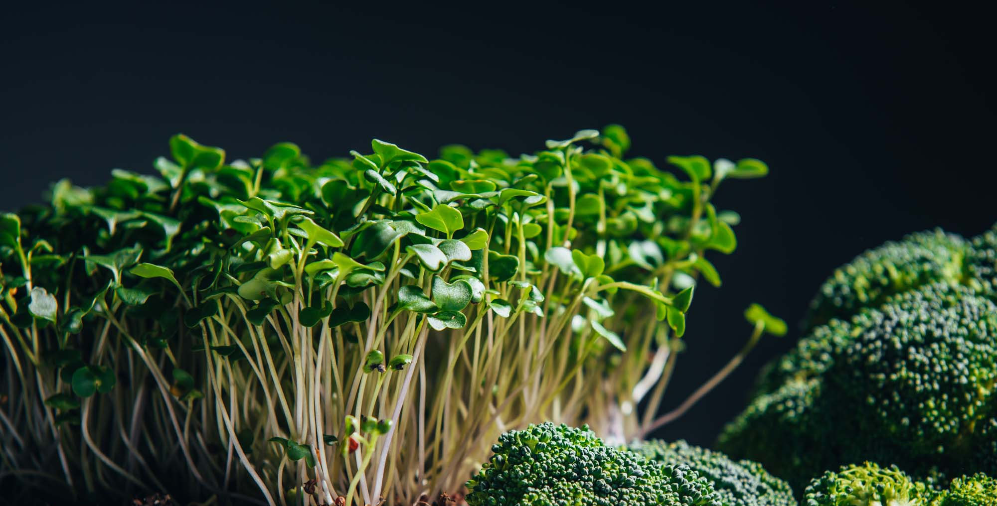 Broccoli Microgreen