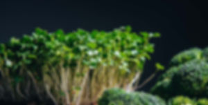 Broccoli Microgreen