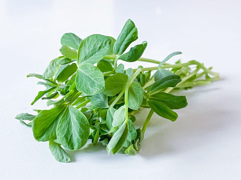 Thumbnail: Pea Microgreen