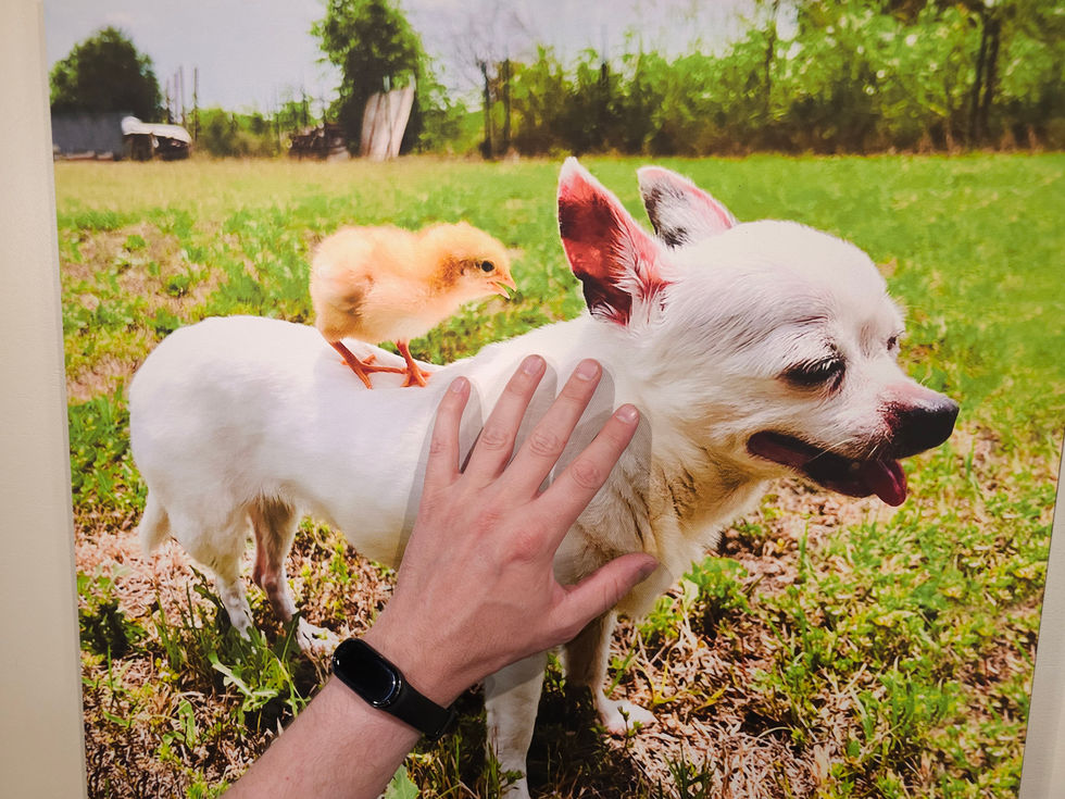 Pet Portait - Hand Made Custom Museum Wrapped Canvas + Wood Frame