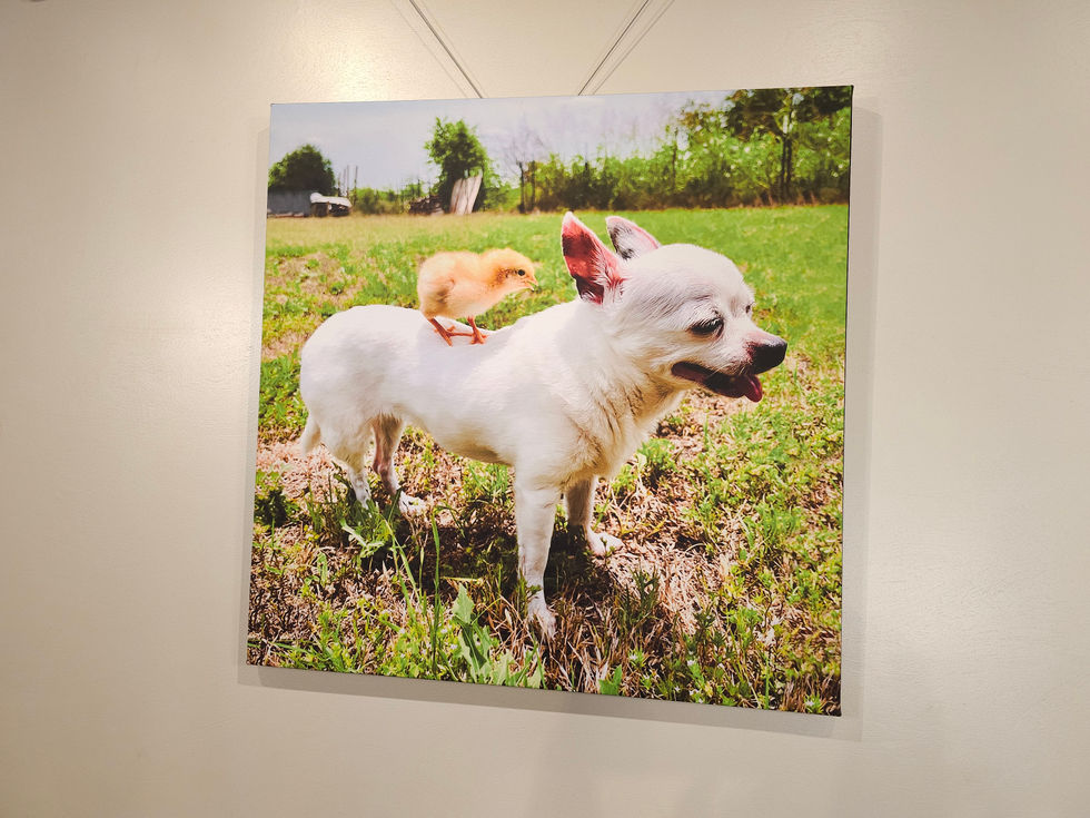 Pet Portait - High Quality Remastering