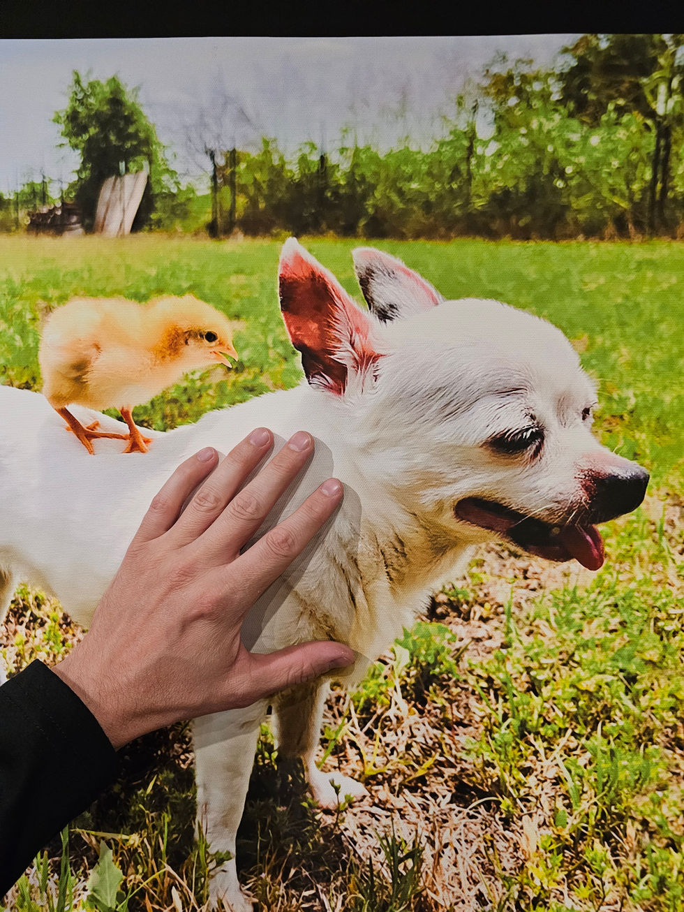 Pet Portait - High Quality Remastering