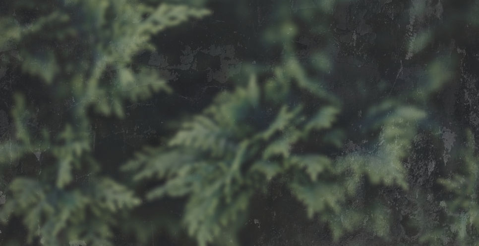 green pine tree in close up photography_