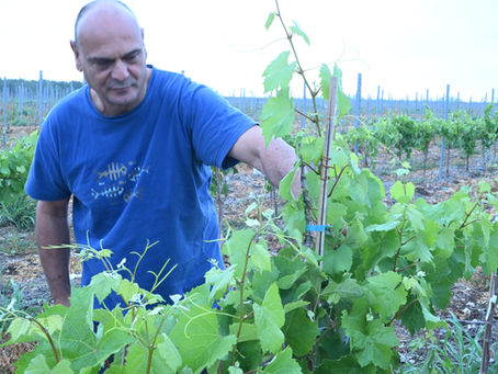 הכנה לנטיעת כרם: בדיקות קרקע והנחת היסודות