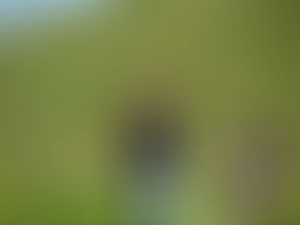 דרך נהר הירדן עם הקרנף