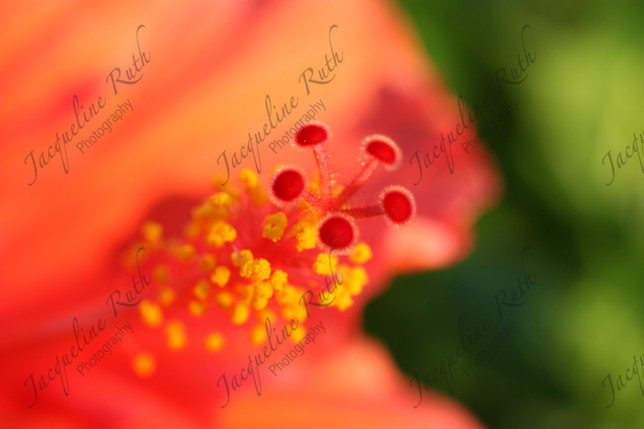 IMG_6879 copy.jpg