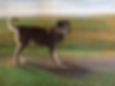 Sadie.jpg