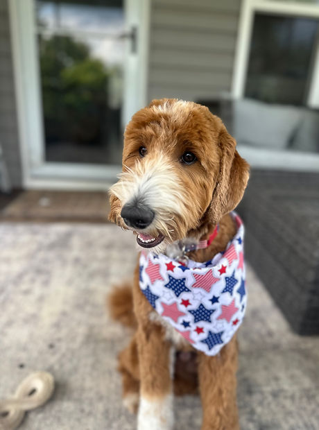 red tuxedo goldendoodle