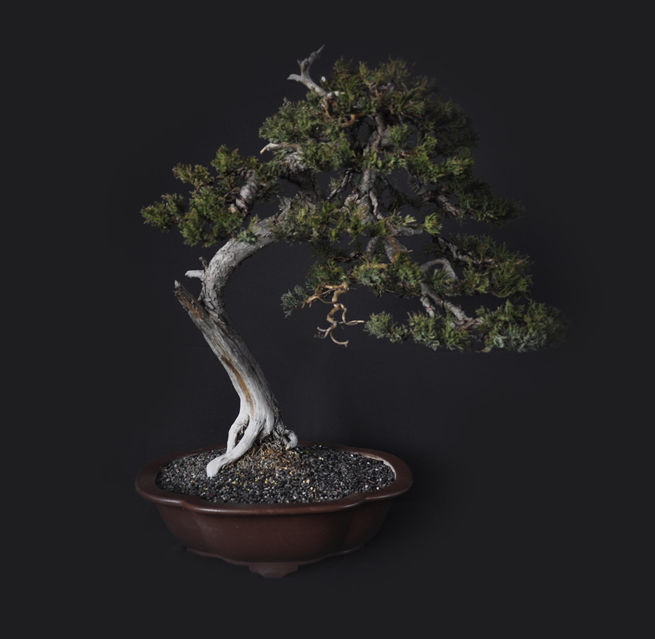 Bonsai Shop בונסאי שופ