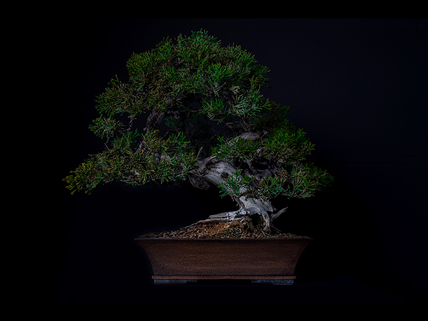 Bonsai Shop בונסאי שופ