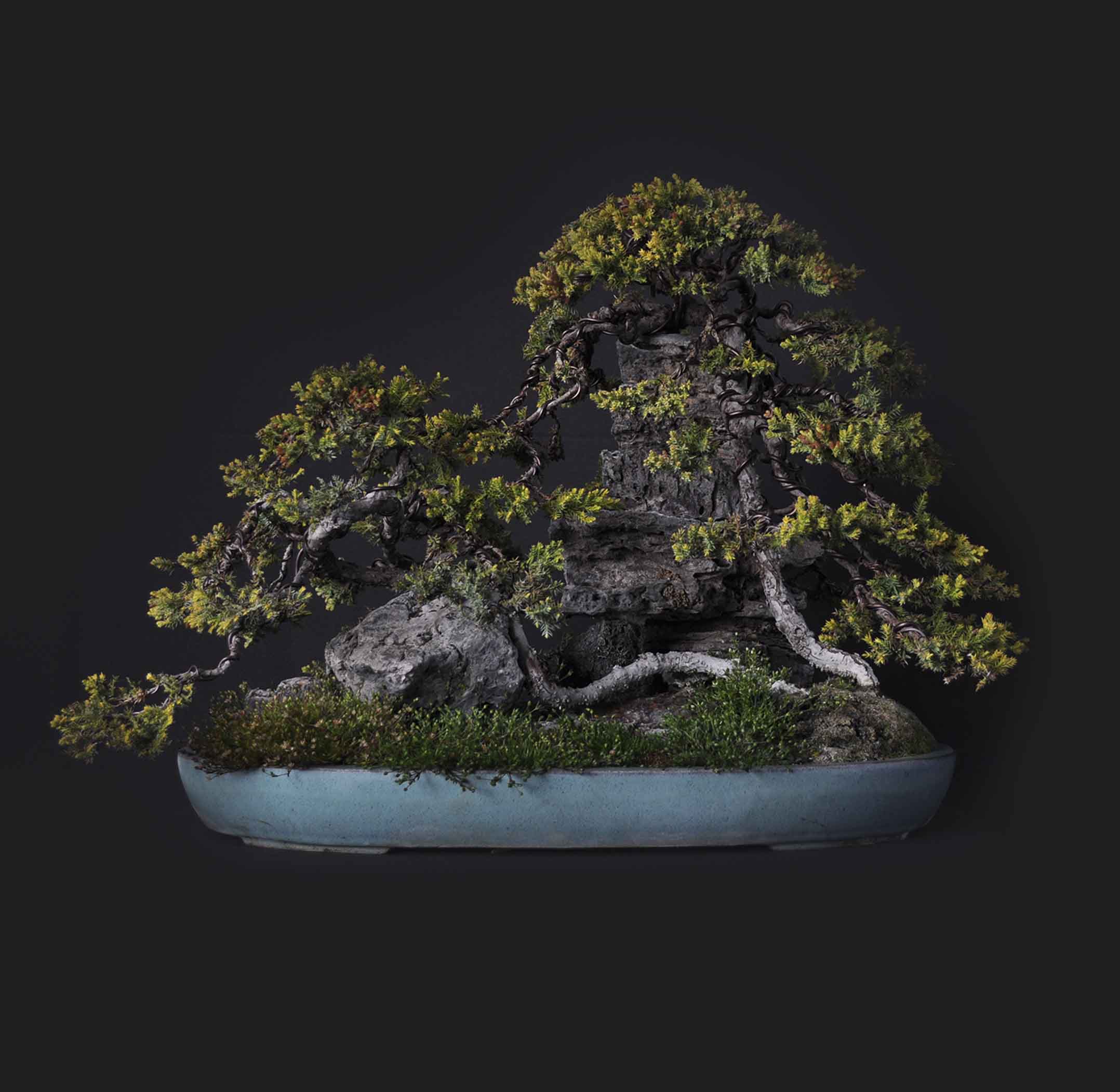 Bonsai Shop בונסאי שופ