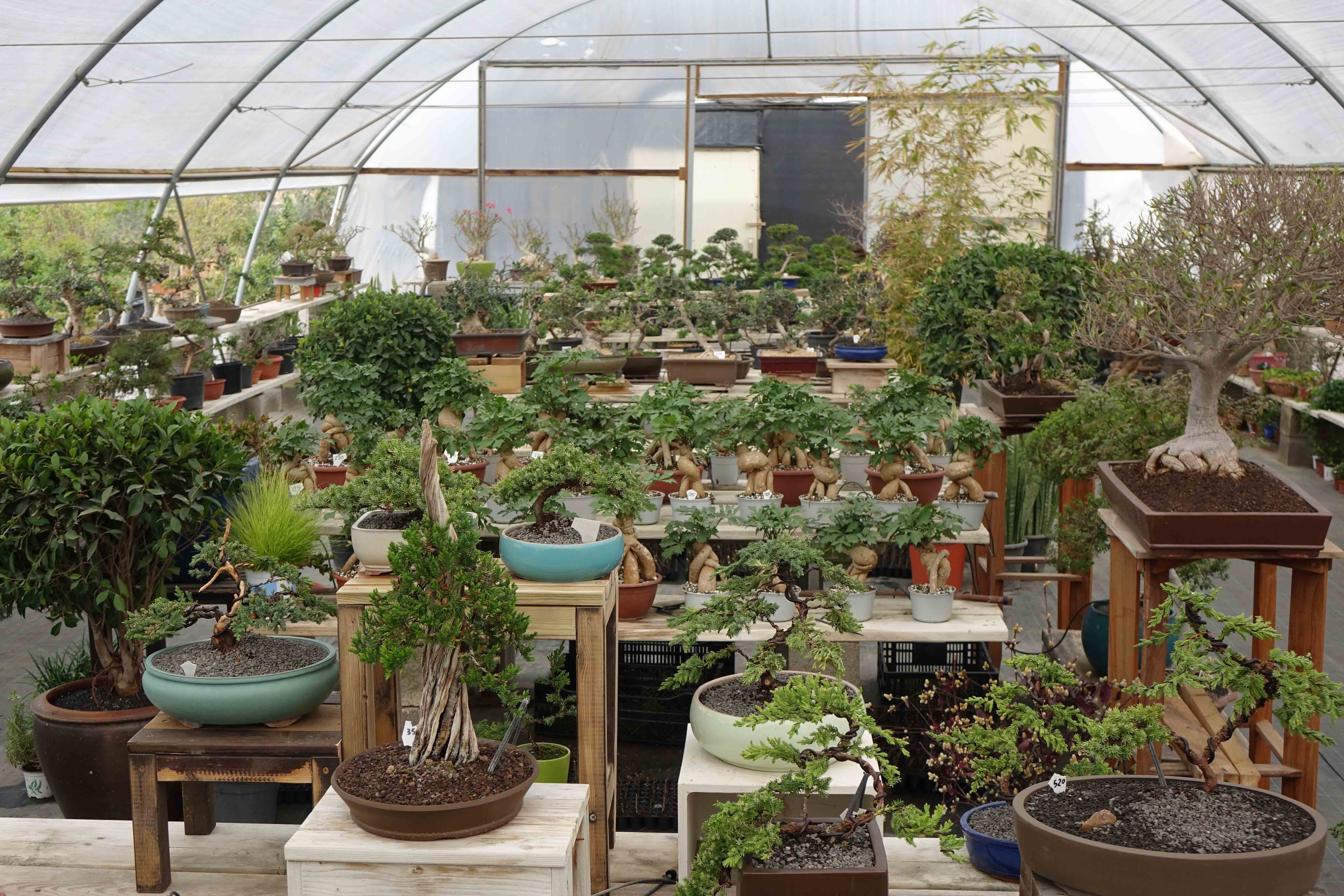 Bonsai Shop בונסאי שופ