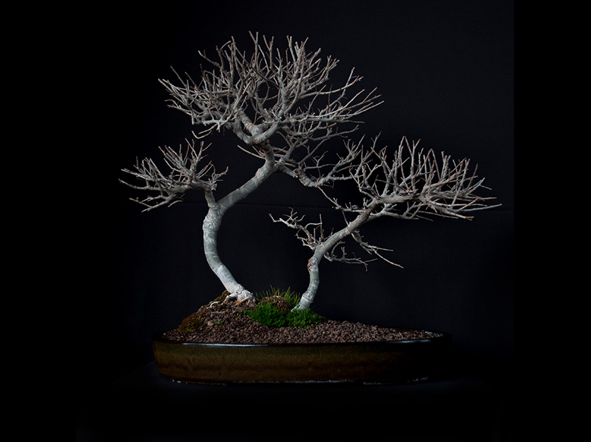 Bonsai Shop בונסאי שופ