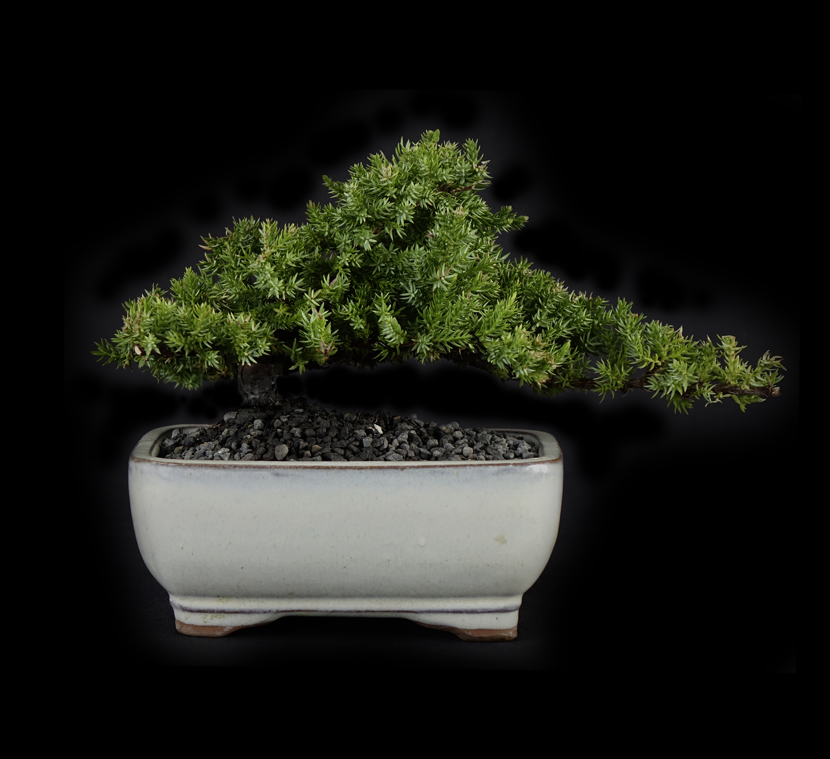 Bonsai Shop בונסאי שופ