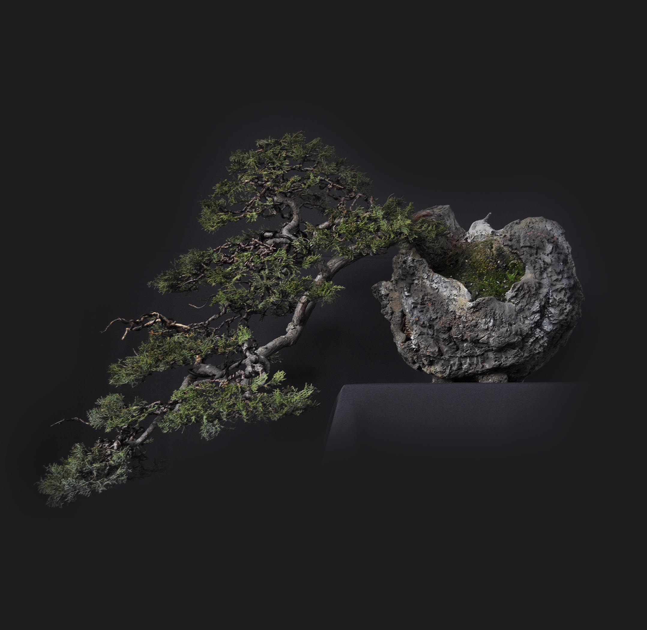 Bonsai Shop בונסאי שופ