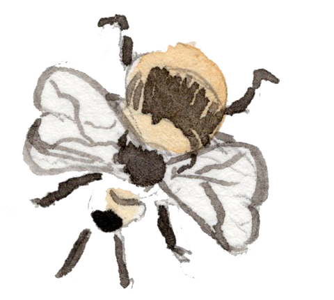 Fauna