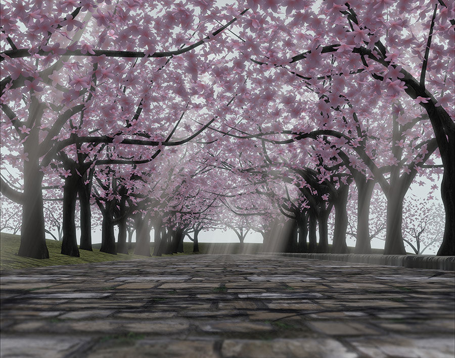 Sakura Walk
