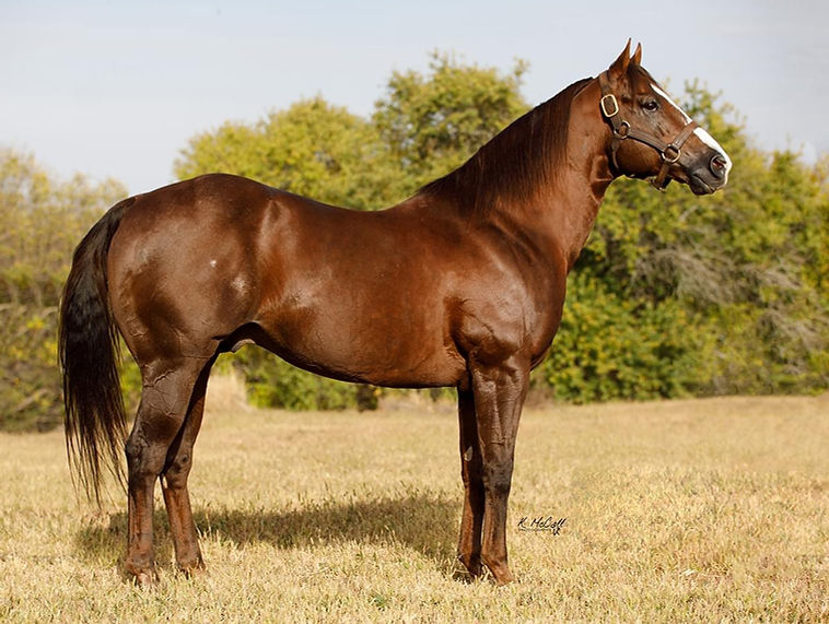 Cachaca Flit profile_edited_edited.jpg