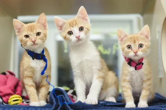 Thumbnail: Spay/ neuter a cat