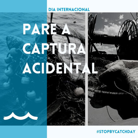 01/12 Dia Internacional PARE a Captura Acidental