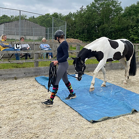Equine Agility