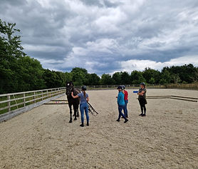 horse groundwork lesson
