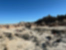IMG_8446.JPEG