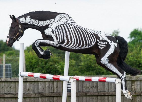 Conformation Assessment with Dr Sue Dyson