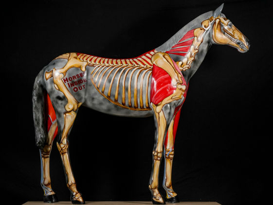 Meet my New Horse