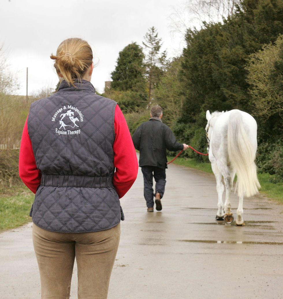 Grey horse being assessed as it is walked away