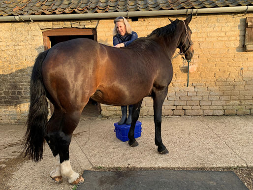 Preventing Back Problems in Your Horse