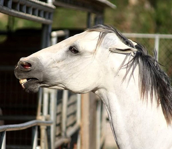 Grey horse putting ears back and showing teeth