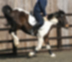 Coloured mare bucking while being ridden in an arena