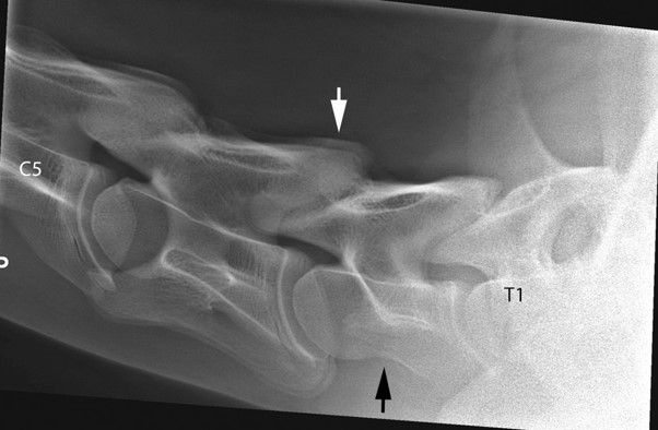 Equine neck x ray