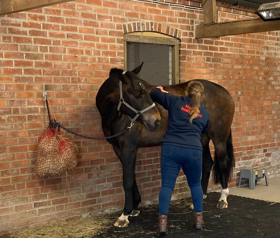 Massaging a horse along the back