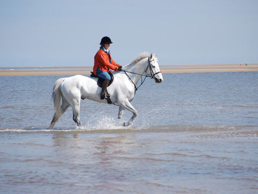 Gillian Higgins riding Freddie Fox in the sea