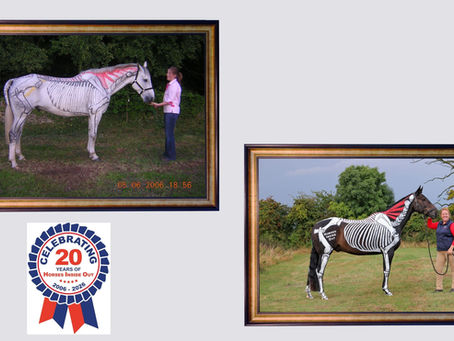 20 years of Horses Inside Out showing early anatomical painting and modern painting