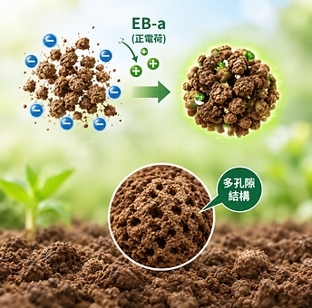 EB-a正電荷作用土壤負電荷-2.png