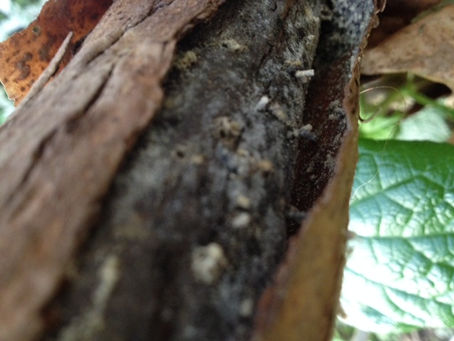 Borers In Oak Leaf Hydrangea