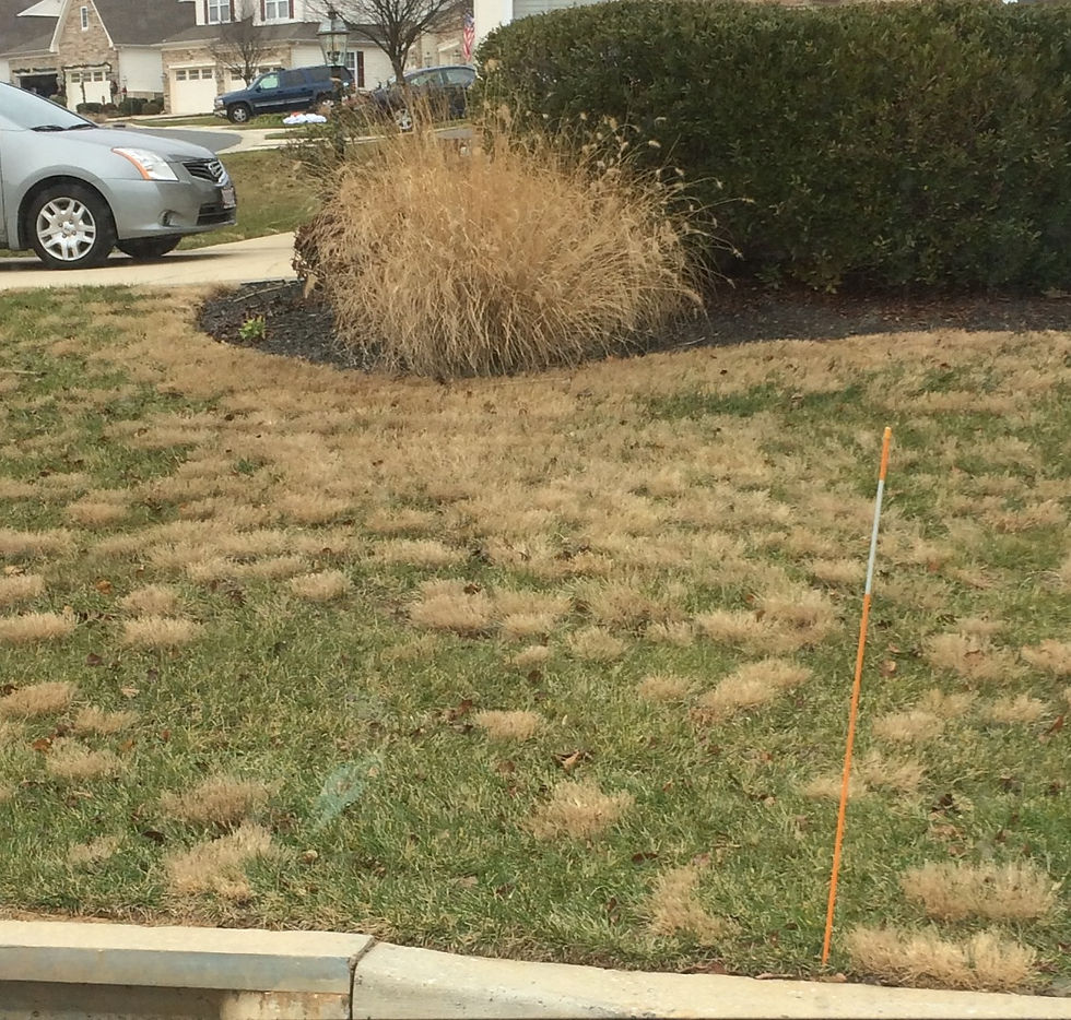Ornamental Grass Ruining Turf