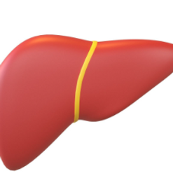 lIVER2.png