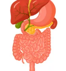 GI Tract.png