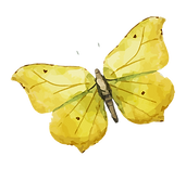 Watercolor Butterfly 8