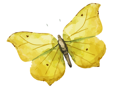 Yellow Butterfly Illustration
