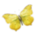 Watercolor Butterfly 8
