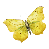 Watercolor Butterfly 8