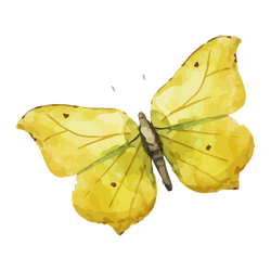 Acuarela de la mariposa 8