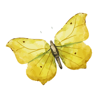 Papillon Aquarelle 8