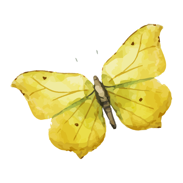 Yellow Butterfly Illustration